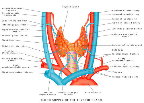 Blood supply of the thyroid gland. Arterial blood supply and venous outflow of the thyroid gland. Blood vessels of the thyroid gland. Location and anatomy of the thyroid gland on white background