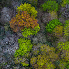 Springtime, Tarrueza, Laredo, Montaña Oriental Costera, Cantabria, Spain, Europe