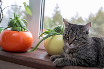 The cat lies on the windowsill. In the back of her window to the street. There are flowers on the window
