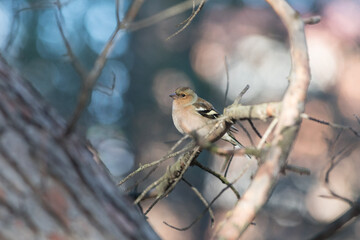 Pinzón vulgar.Fringilla coelebs