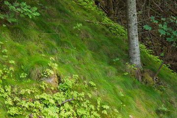 folded grasses on the mountainside in the Norwegian fjords