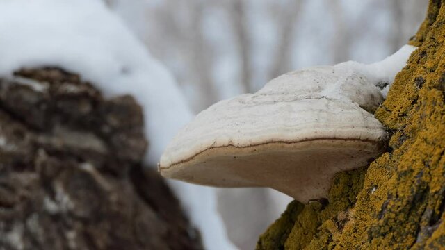 Medicinal plants in the wild, home pharmacy. The false tinder mushroom (Phellinus igniarius)  on the birch. Close up. Siberia.