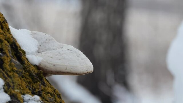 Medicinal plants in the wild, home pharmacy. The false tinder mushroom (Phellinus igniarius)  on the birch. Close up. Siberia.