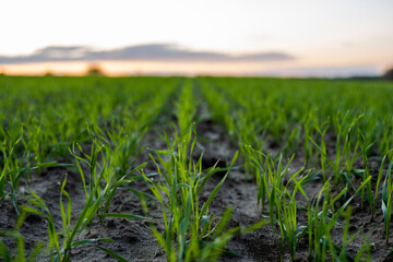 Close up young wheat seedlings growing in a field. Green wheat growing in soil. Close up on sprouting rye agriculture on a field in sunset. Sprouts of rye. Wheat grows in chernozem planted in autumn.