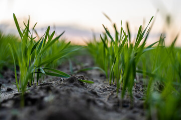 Obraz premium Close up young wheat seedlings growing in a field. Green wheat growing in soil. Close up on sprouting rye agriculture on a field in sunset. Sprouts of rye. Wheat grows in chernozem planted in autumn.
