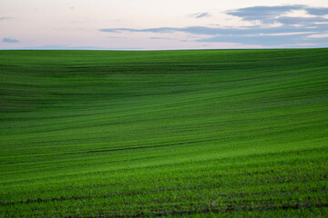 Obraz premium Landscape young wheat seedlings growing in a field. Green wheat growing in soil. Close up on sprouting rye agriculture on a field in sunset. Sprouts of rye. Wheat grows in chernozem planted in autumn.