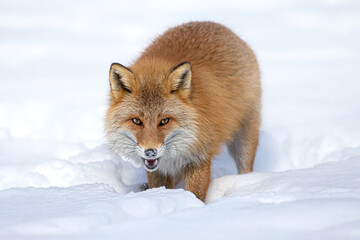 キタキツネ 冬 雪の中 北海道	