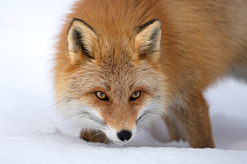 Naklejka premium キタキツネ 冬 雪の中 北海道 