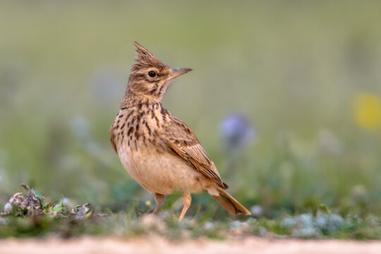 Crested Lark Side View