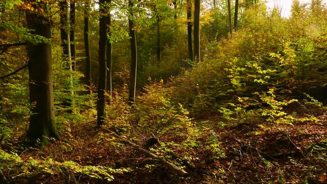 Deciduous forest in autumn