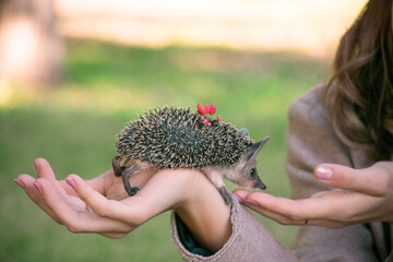 A small eared hedgehog sits in the hands of a man who puts barberry on him