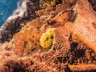 Close up of yellow Frogfish in coral reef of the Caribbean Sea around Curacao