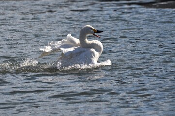 水浴びをする白鳥