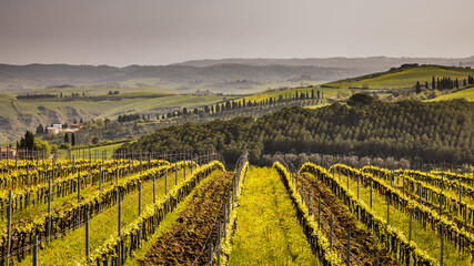 Vineyard in foggy hills