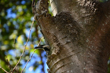 シジュウカラが木に止まっている