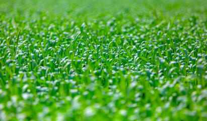 Fototapeta premium Landscape of corn fields on the hill