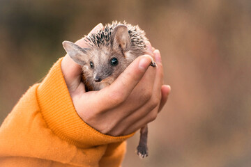 A small eared hedgehog sits in the hands of a man in a yellow sweater