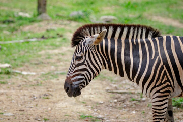 Fototapeta na wymiar Image of an zebra head on nature background. Wild Animals.