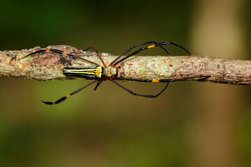 Image of Golden Long-jawed Orb-weaver Spider(Nephila pilipes) on dry branches. Insect. Animal.
