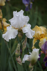 Irisblüte