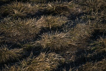 Contrast grass texture