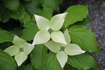 Asiatischer Hartriegel