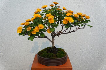 Fototapeta na wymiar Yellow chrysanthemum bonsai tree inside a ceramic pot