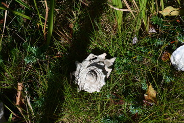 ビーチのサザエの貝殻