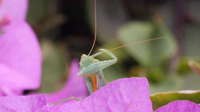 Australian green mantis grooming, Orthodera ministralis.  Macro slow motion
