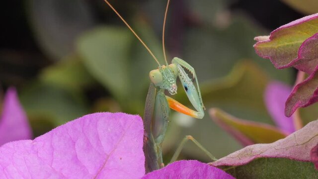 Praying mantis in profile preening and posing. Comical macro slow motion
