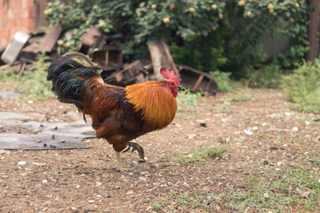 The rooster walks through the hen house