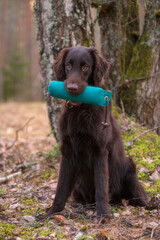 Beautiful grown-up chocolate flat-coated retriever in nature.