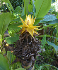 Fototapeta premium an isolated yellow Ensete lasiocarpum blossoms in the bush in the garden