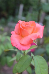 Large pink rose flower in the city park.