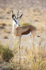 Young Springbuck