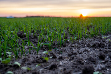 Close up young green wheat seedlings growing in a soil on a field in a sunset. Close up on sprouting rye agriculture on a field in sunset. Sprouts of rye. Wheat grows in chernozem planted in autumn.