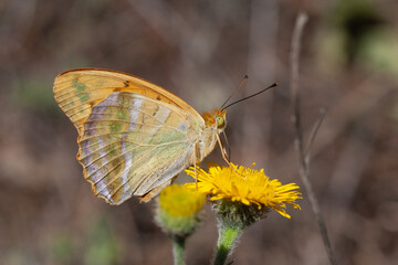 Butterfly Nymphalidae Argynnis paphia perched on a flower branch.