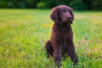 Beautiful little playful puppy of a brown flat-coated retriever.