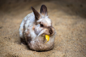 Full body of smoky grey-brown domestic pygmy rabbit