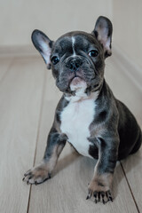 French bulldog puppy