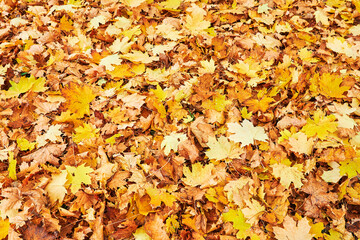 On the ground lying golden autumn leaves on a footpath in a park.