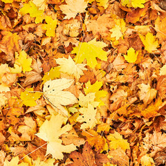 On the ground lying golden autumn leaves on a footpath in a park.