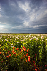 field with poppies just before the storm