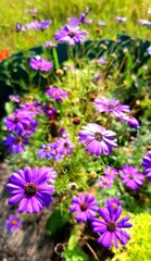 flowers in the garden