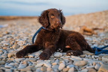 Beautiful little playful puppy of a brown flat-coated retriever.