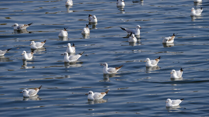 A group of seagulls swim on the lake