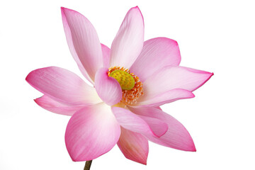 Blooming pink lotus flower isolated on white background