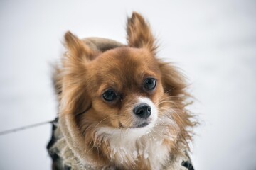 Chihuahua dog in a jacket on a background of snow
