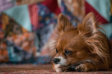 Chihuahua dog lies and licks its paw against a background of fabric