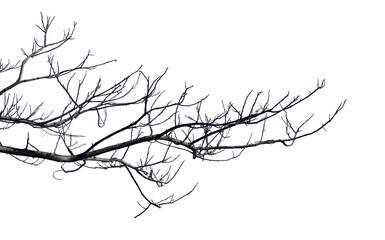 Dry branches Cracked dark crust Part of the tree beautiful from the forest Isolated on white...